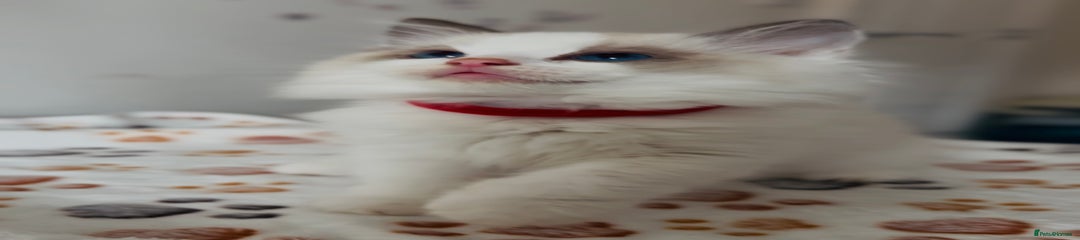 Ragdoll Kitten 1