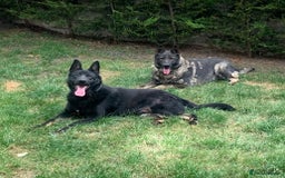German Shepherd dogs for sale: German Shepherd Puppies - exceptional bloodline  - Image 1