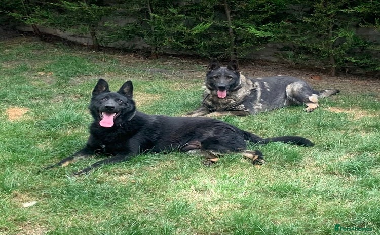 German Shepherd dogs - Advert 2