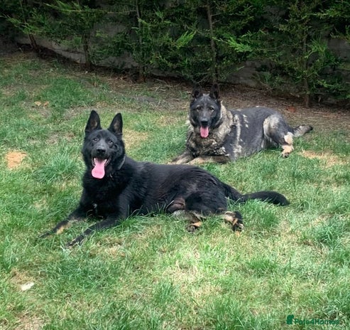 German Shepherd dogs - Advert 1