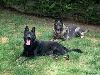 German Shepherd dogs German Shepherd Puppies - exceptional bloodline - Advert 8