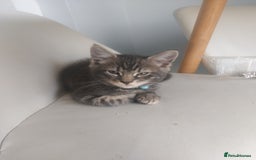 RagaMuffin cats for sale: Tabby X Ragdoll Kittens - Image 1