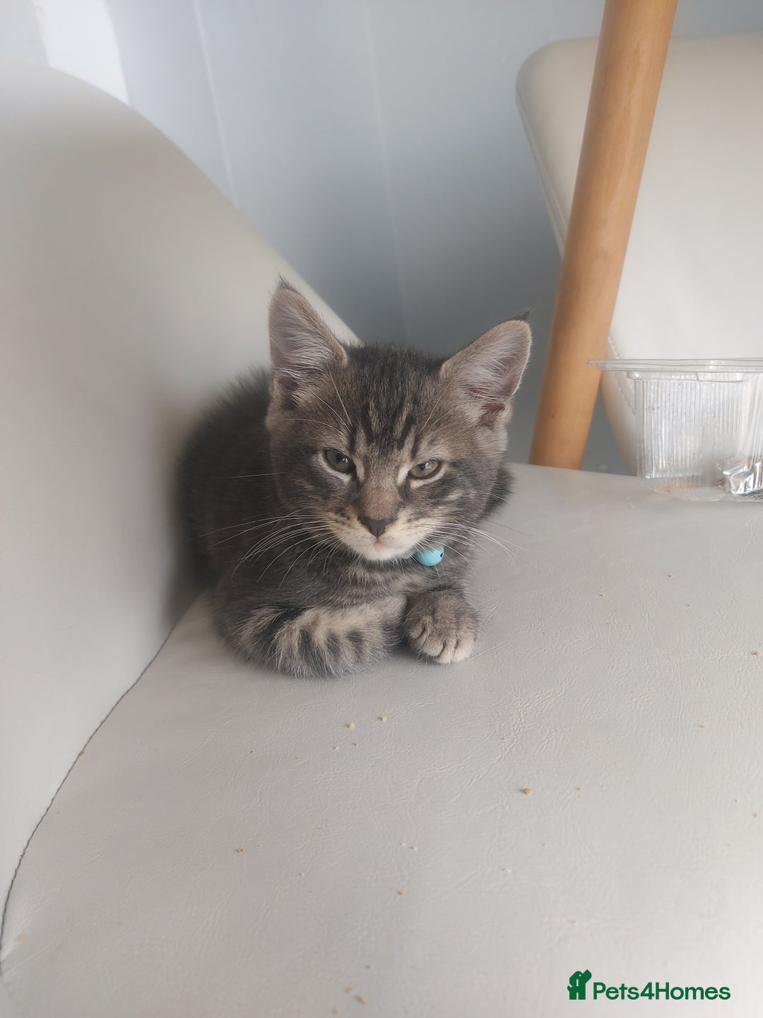 RagaMuffin cats for sale: Tabby X Ragdoll Kittens - Image 1