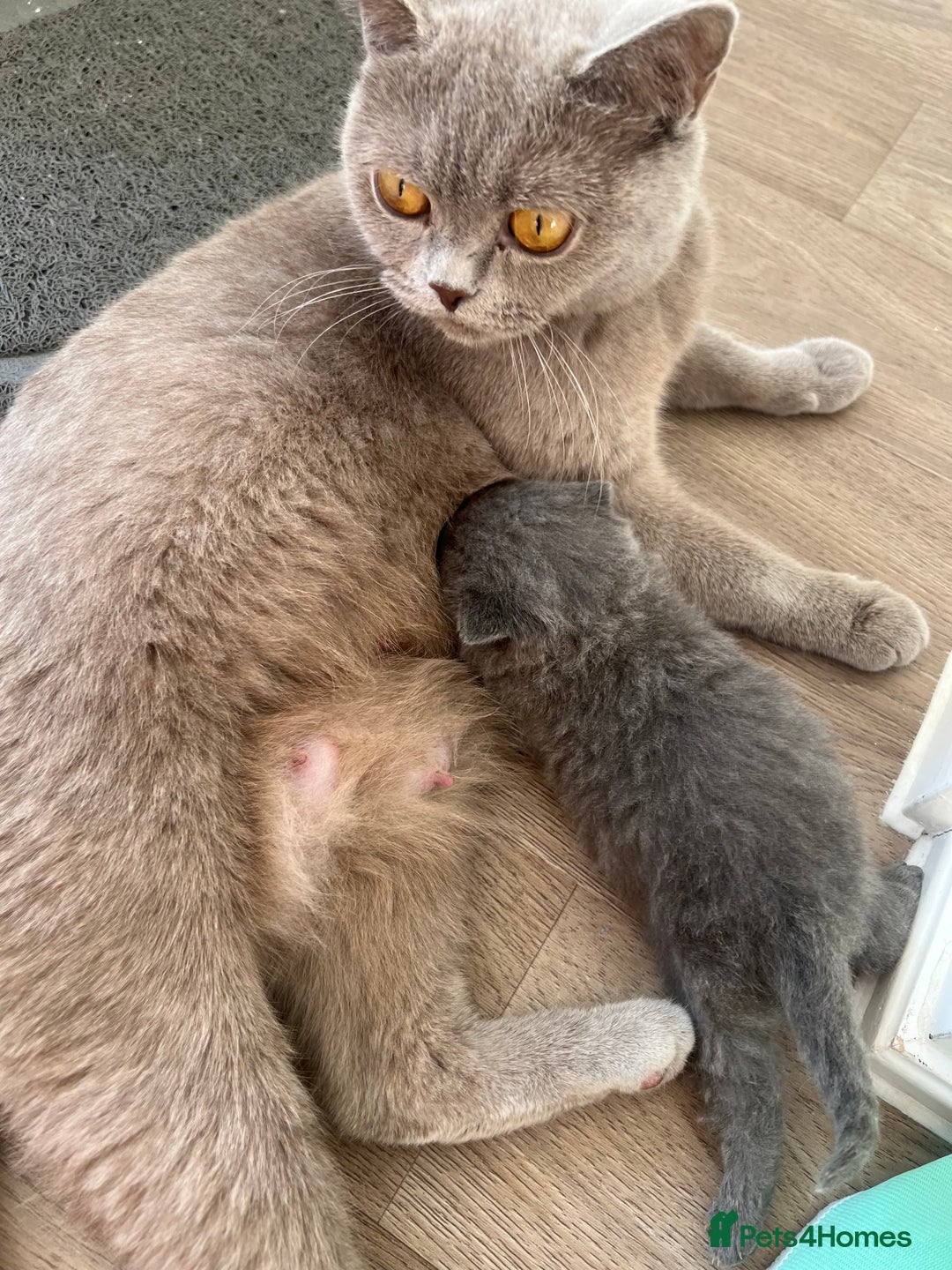 British Shorthair cats for sale: Beautiful British Shorthair Kittens  - Advert 9