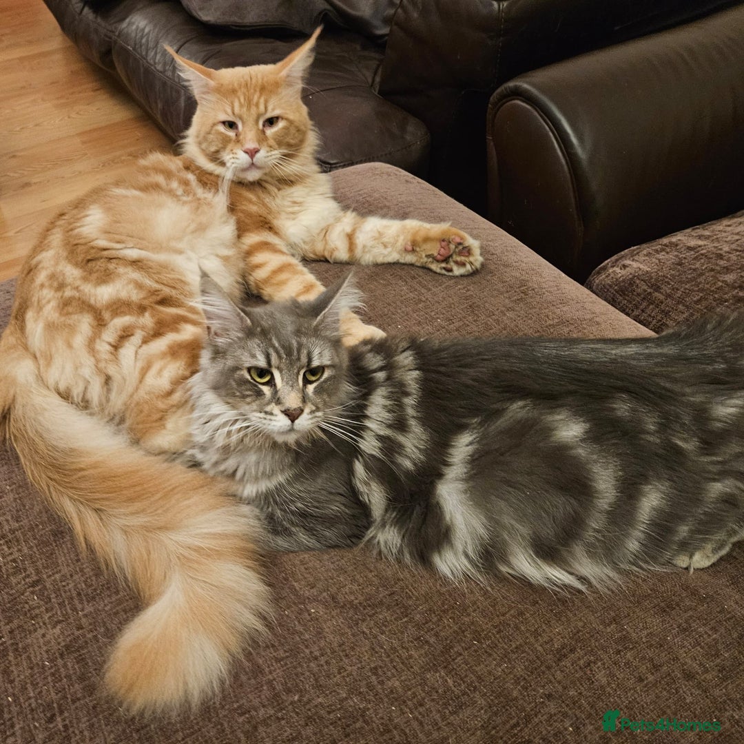 Maine Coon cats for sale: XL Maine Coon kittens - Image 8