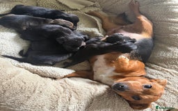 Patterjack dogs for sale: 🐾 🐶 Gorgeous patterjack puppies 🐶 🐾 - Image 2