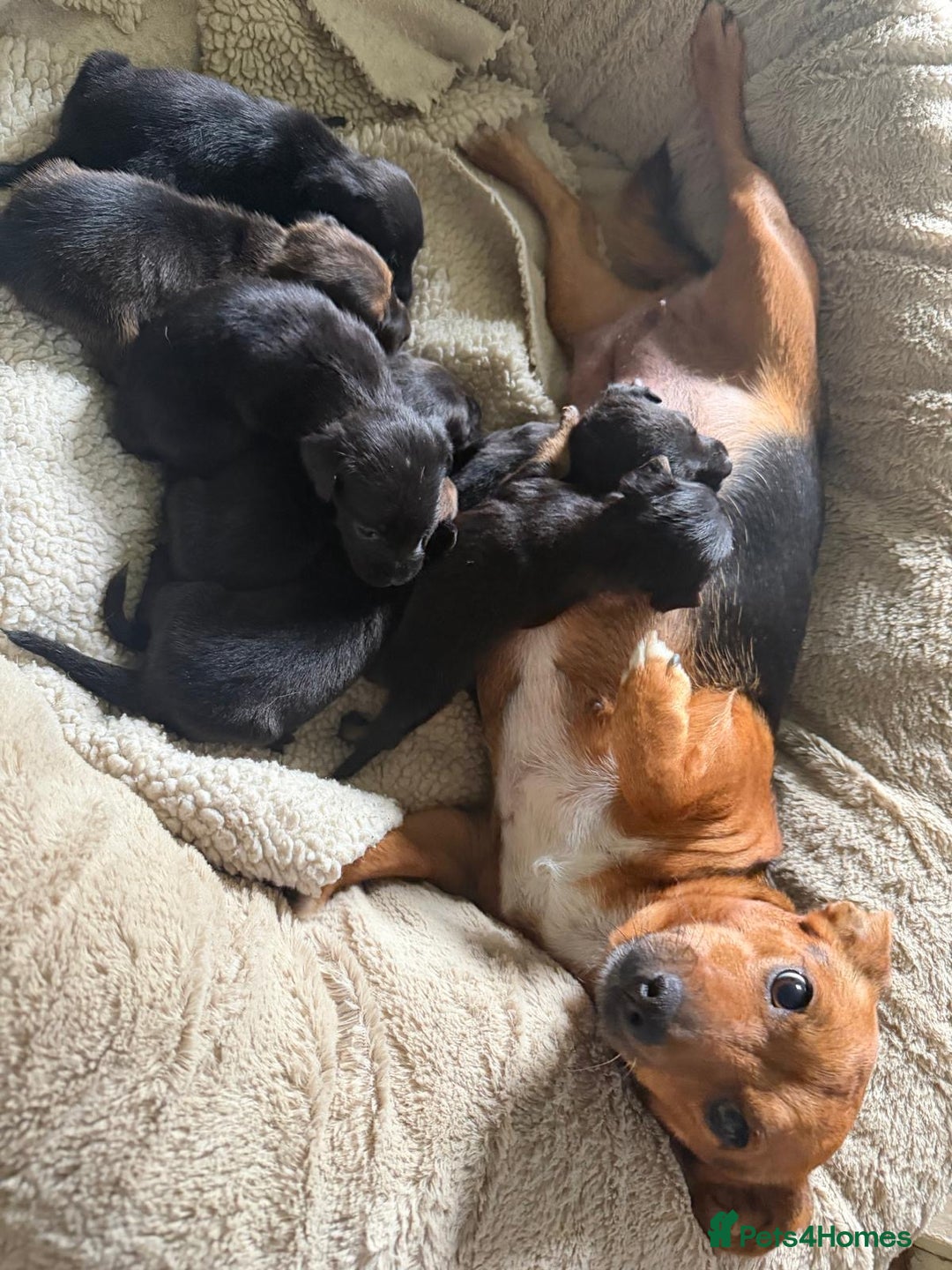 Patterjack dogs for sale: 🐾 🐶 Gorgeous patterjack puppies 🐶 🐾 - Image 2
