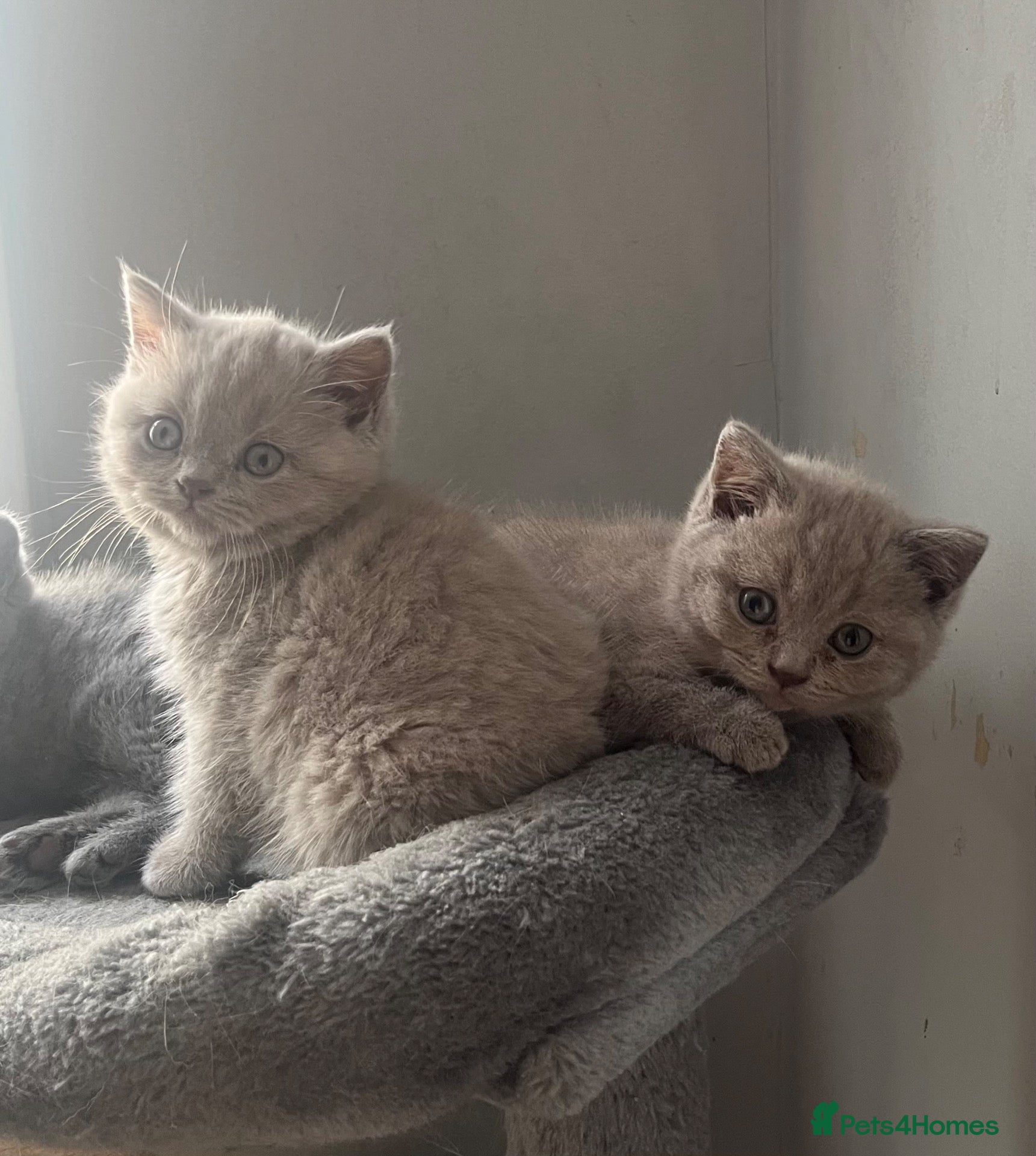 British Shorthair cats Beautiful Bsh kitten - Advert 1