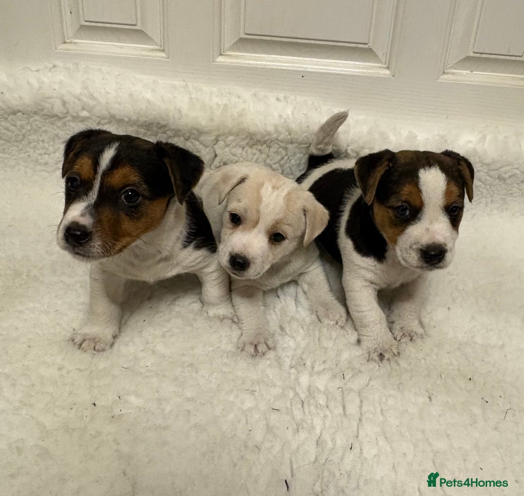 Jack Russell dogs for sale: Beautiful Jack Russell puppies - Advert 3