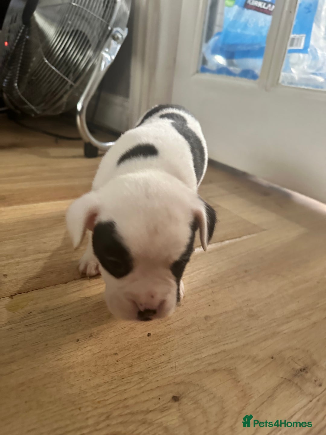 Mixed Breed dogs for sale: American French bulldog  - Advert 21