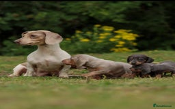 Miniature Dachshund dogs for sale: Miniature Dachshund Puppies  - Image 15