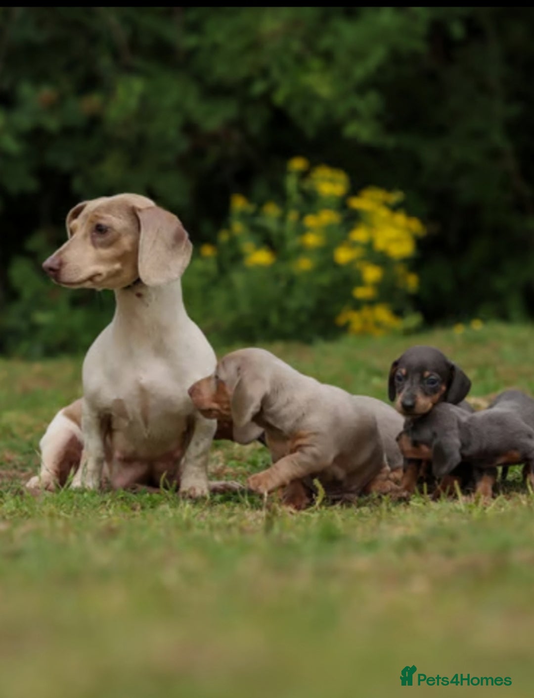 Miniature Dachshund dogs for sale: Miniature Dachshund Puppies  - Image 15