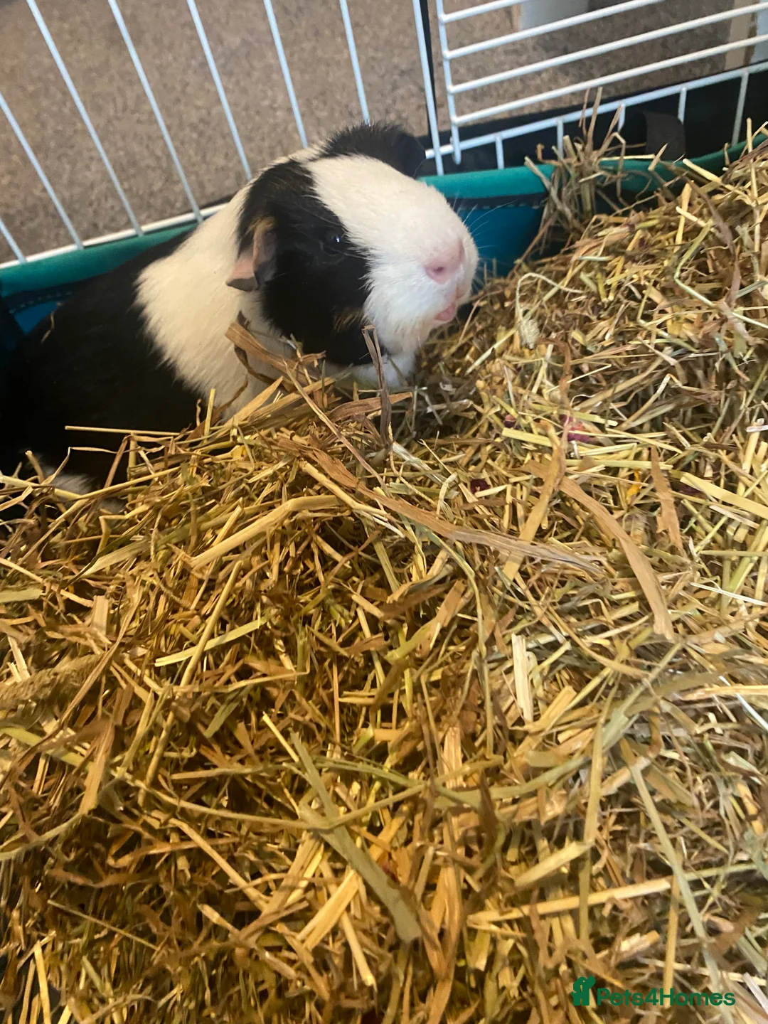 Mixed Breed rodents for sale: Trio of female Guinea pigs  - Advert 7