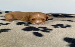 Cocker Spaniel dogs for sale: Working Cocker spaniel puppies  - Image 12
