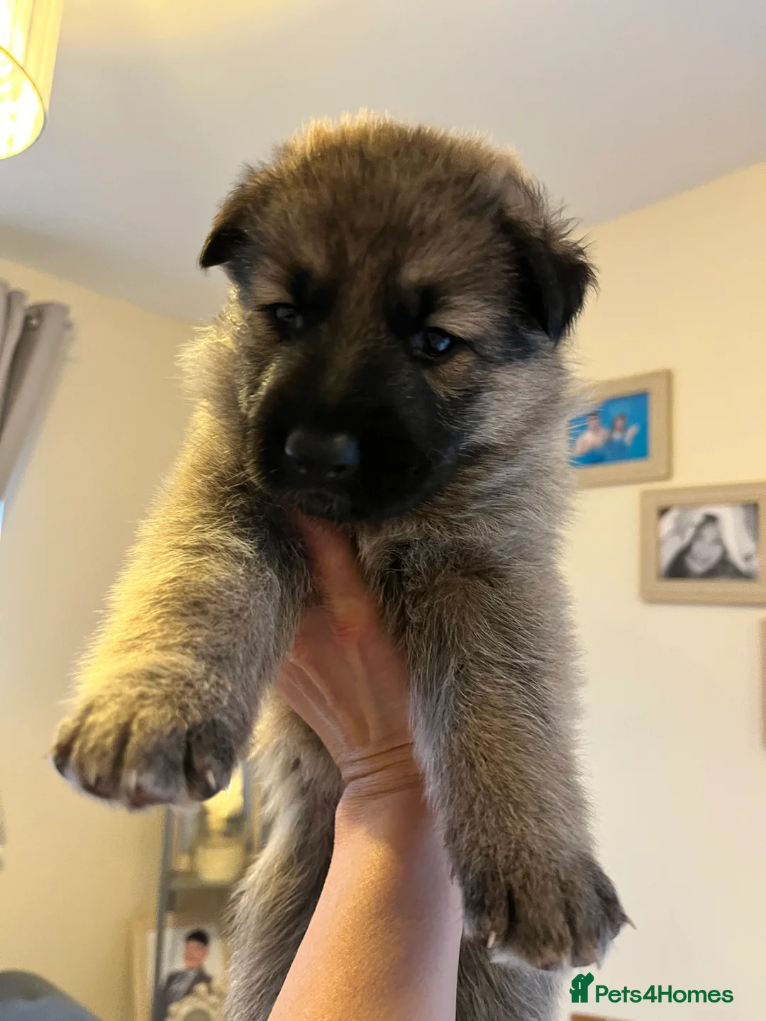 German Shepherd dogs for sale: German shepherd puppies  - Advert 3