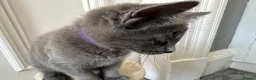 Russian Blue cats for sale: Russian Blue Kittens - Advert 28