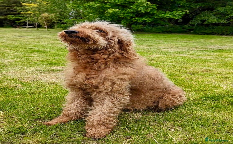 Irish Doodle dogs - Advert 4