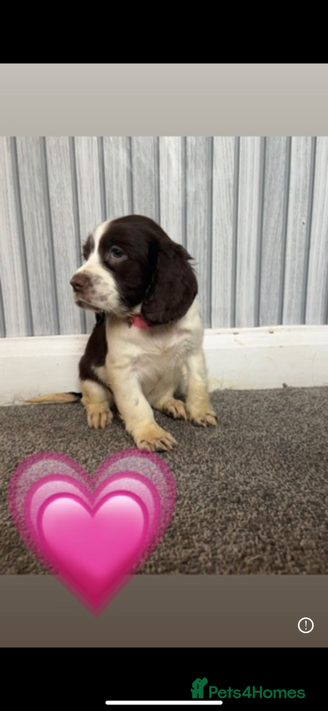 Sprocker dogs for sale: Sprocker spaniel puppy’s  - Advert 6