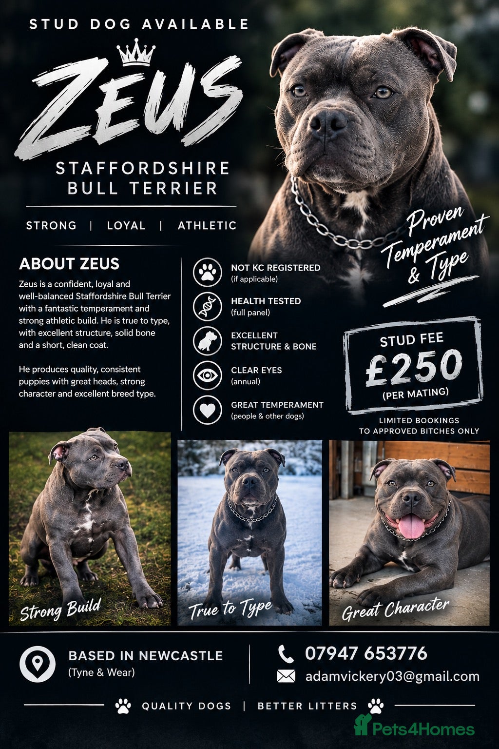 Staffordshire Bull Terrier dogs Zeus  - Advert 2