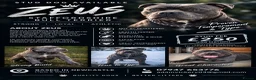 Staffordshire Bull Terrier dogs for stud: Zeus  in North Shields - Advert 1
