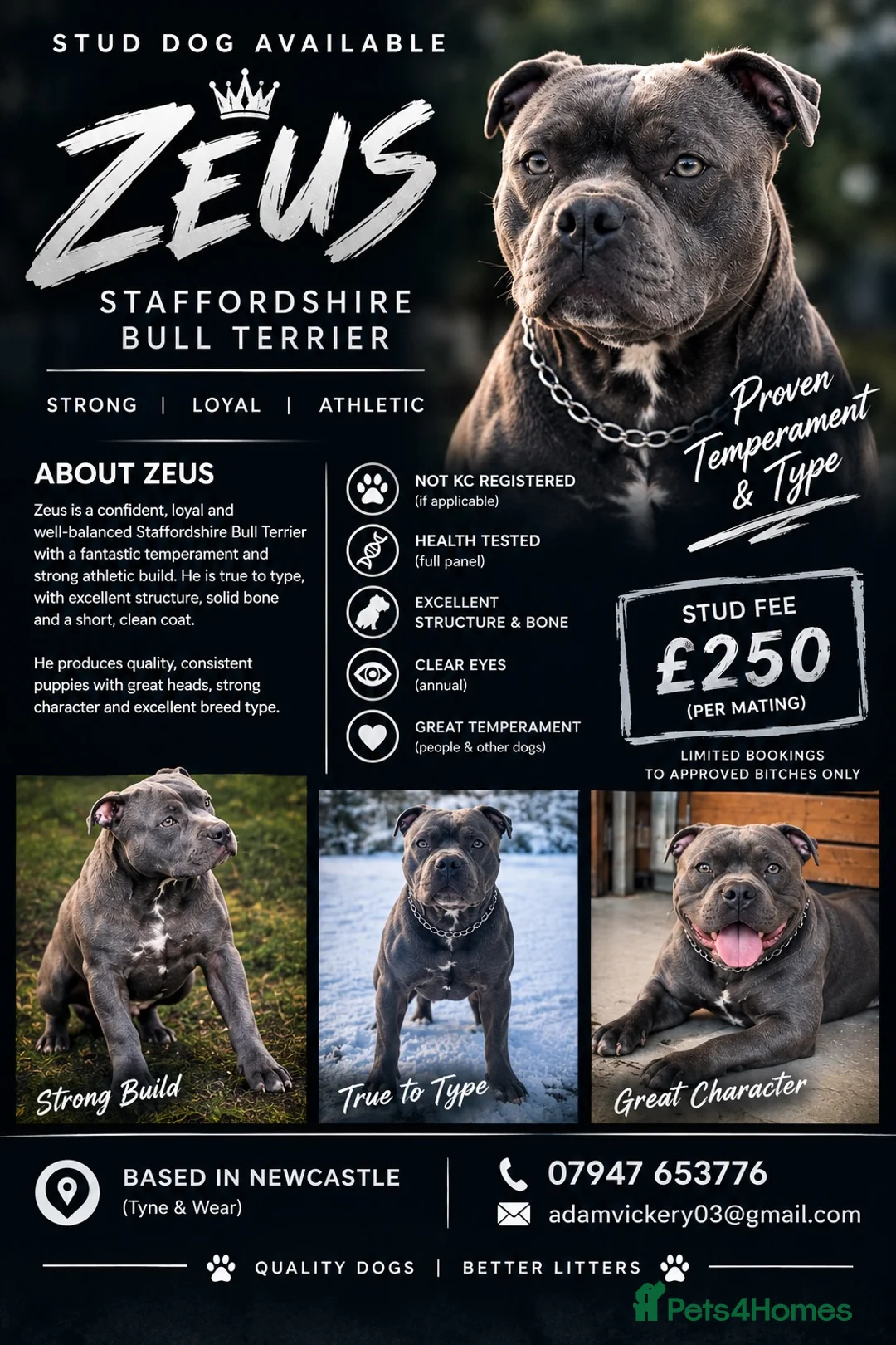 Staffordshire Bull Terrier dogs for stud: Zeus  in North Shields - Advert 1
