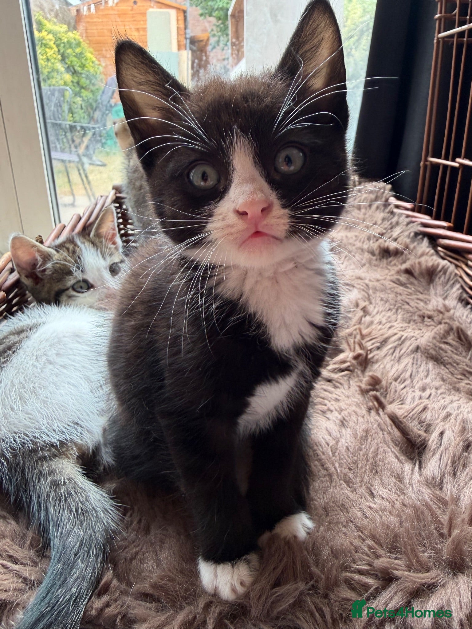 Mixed Breed cats Sphynx cross kittens  - Advert 9