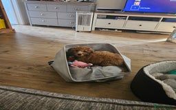 Cockapoo dogs for sale: 15 week old female Cockapoo - rehoming - Image 2