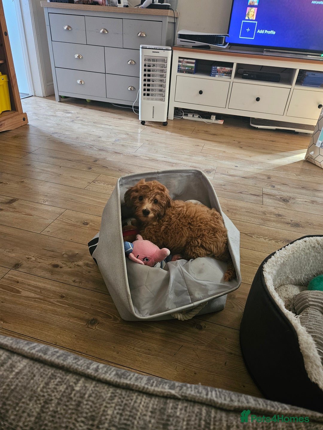 Cockapoo dogs for sale: 15 week old female Cockapoo - rehoming - Image 2