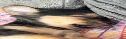 Chihuahua dogs for sale: Chihuahua puppies in Edinburgh - Advert 4