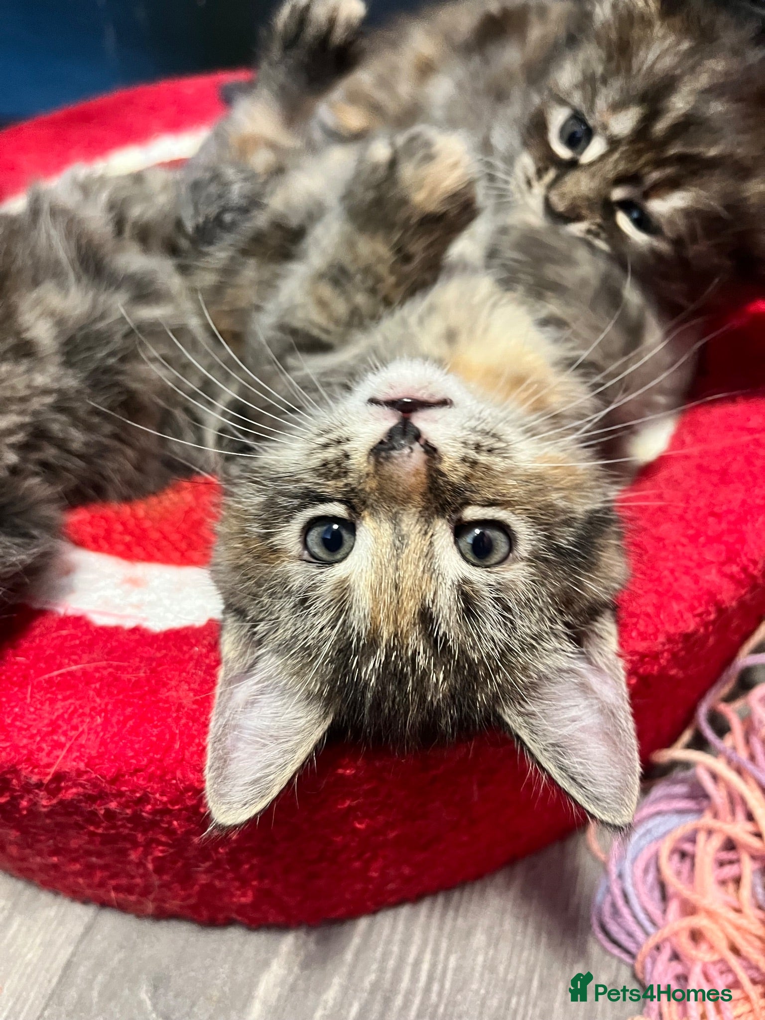 Maine Coon cats Half Maine coon kitten last Lady available  - Advert 10