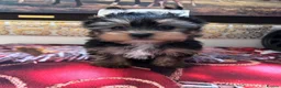 Yorkshire Terrier dogs for sale: Yorkshire Terrier puppies  - Advert 7