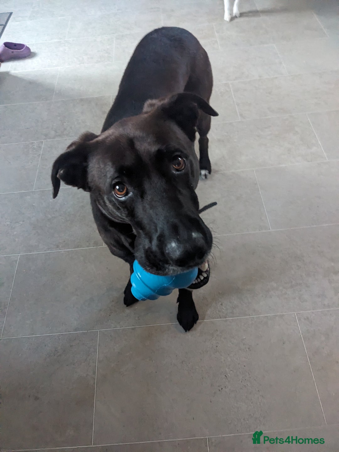 Mixed Breed dogs for sale: Teddy (Collie, Great Dane, Doberman mix) - Image 5