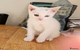 Turkish Angora cats for sale: White Turkish Angora kittens 😸 😍 ♥️  - Advert 3