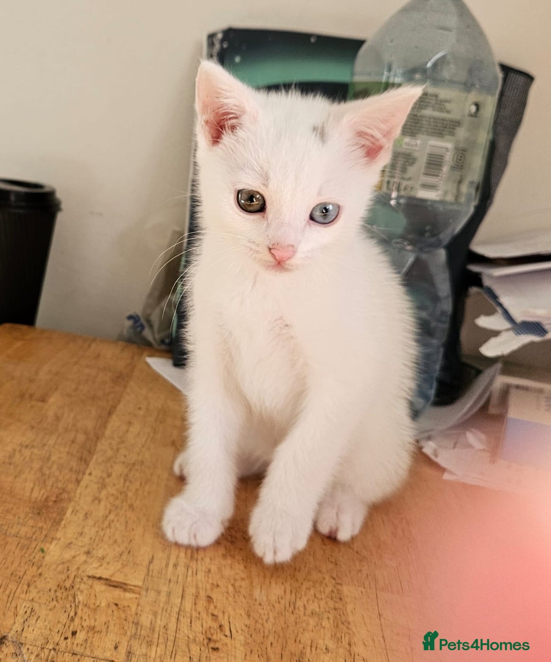 Turkish Angora cats for sale: White Turkish Angora kittens 😸 😍 ♥️  - Advert 3
