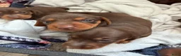 Miniature Dachshund dogs for sale: Stunning Mini Dachshund puppies for sale - Advert 6
