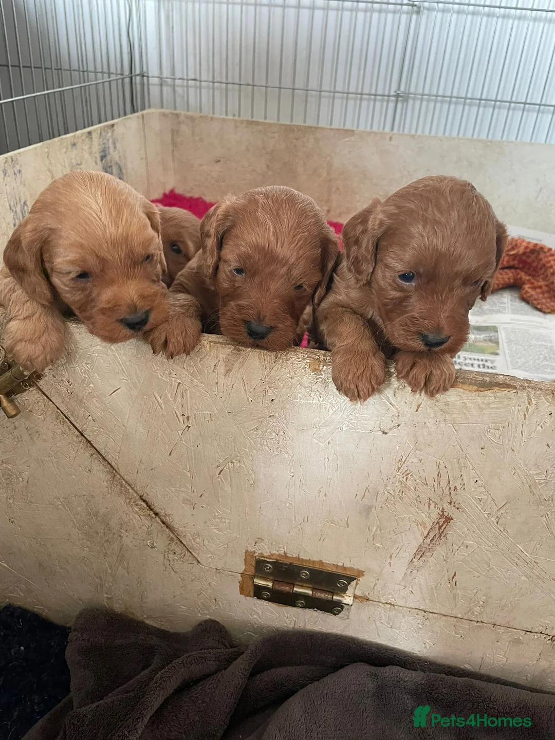 Cockapoo dogs for sale: Beautiful cockapoo puppies  in Thornhill - Advert 2