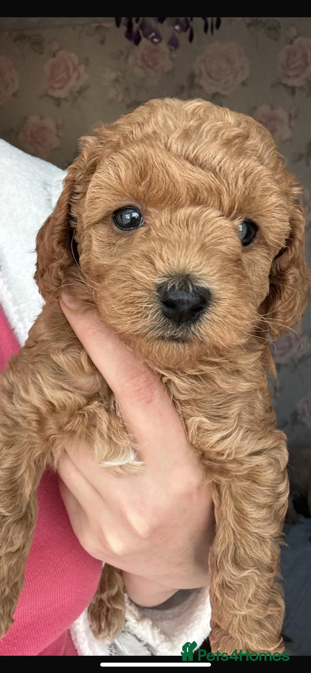 Miniature Poodle dogs for stud: Merlesque Top Gun mahogany mini poodle in Chorley - Advert 27
