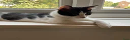 Domestic Shorthair cats for sale: Gorgeous Kittens Ready for their Forever Homes - Advert 12