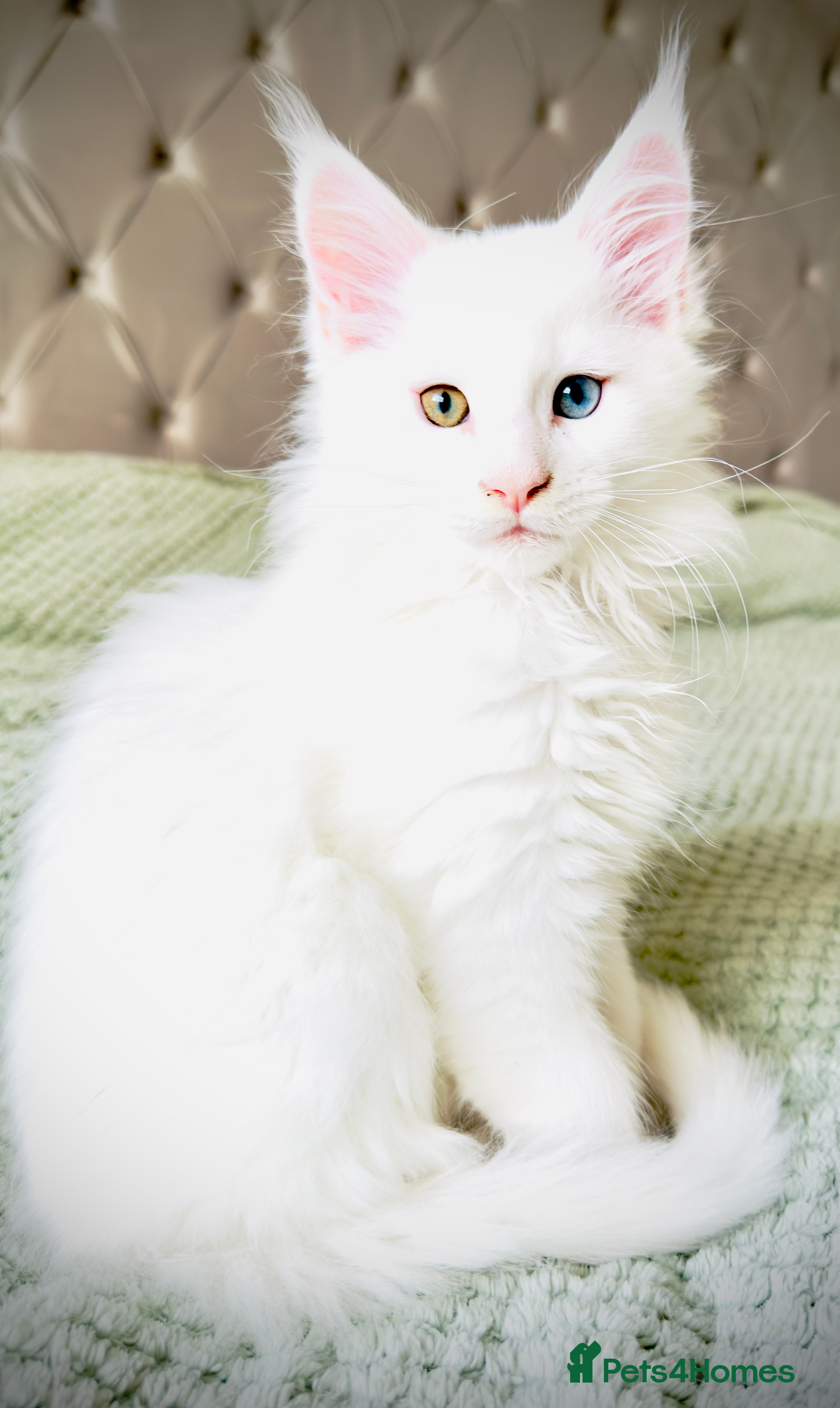 Maine Coon cats Cute Main Coon kittens from purebred parents  - Advert 11