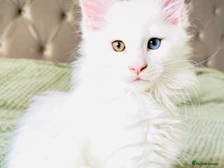 Maine Coon cats Cute Main Coon kittens from purebred parents - Advert 11