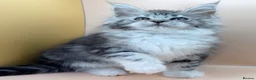 Maine Coon cats for sale: Maine Coons with Tests, Papers, Vet Checks & Vacc. - Advert 10