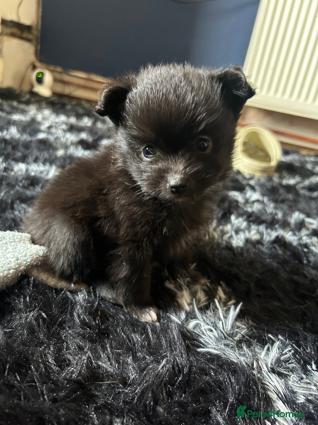 Pomapoo dogs for sale:  **  Pomeranian 🐶 puppies 🐶  - Advert 8
