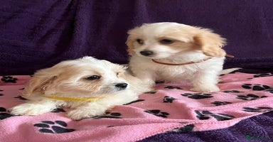 Cavachon dogs - Advert 14