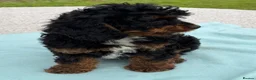 Cavapoo dogs for sale: Healthy comical characters- delightful puppies - Advert 7
