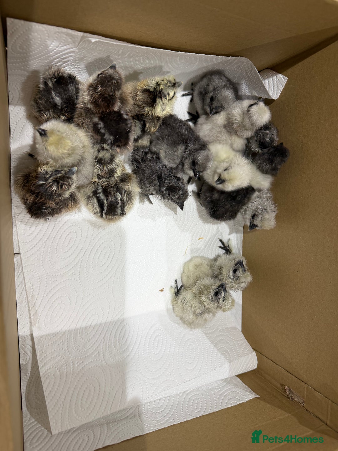 Chickens poultry for sale: Day old bearded silkie chicks for sale  - Advert 3