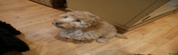 Sproodle dogs for sale: 10 FB2 sproodles puppies  - Advert 4