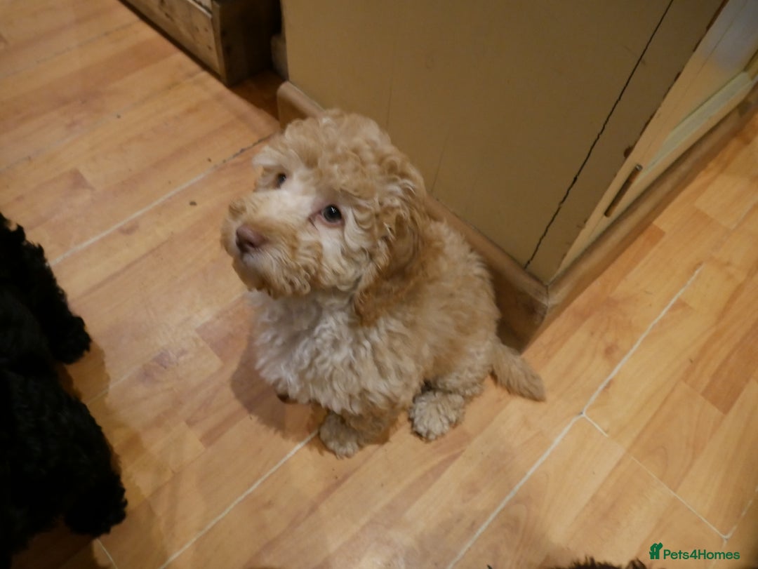 Sproodle dogs for sale: 10 FB2 sproodles puppies  - Advert 4