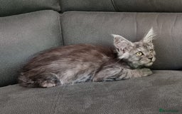Maine Coon cats for sale: GCCF Pedigree Maine Coon Kittens for sale  - Image 39