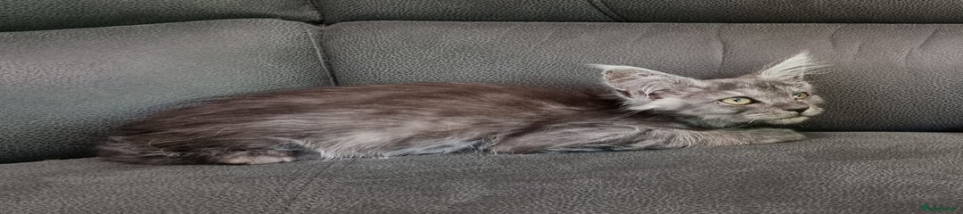 Smoke female 