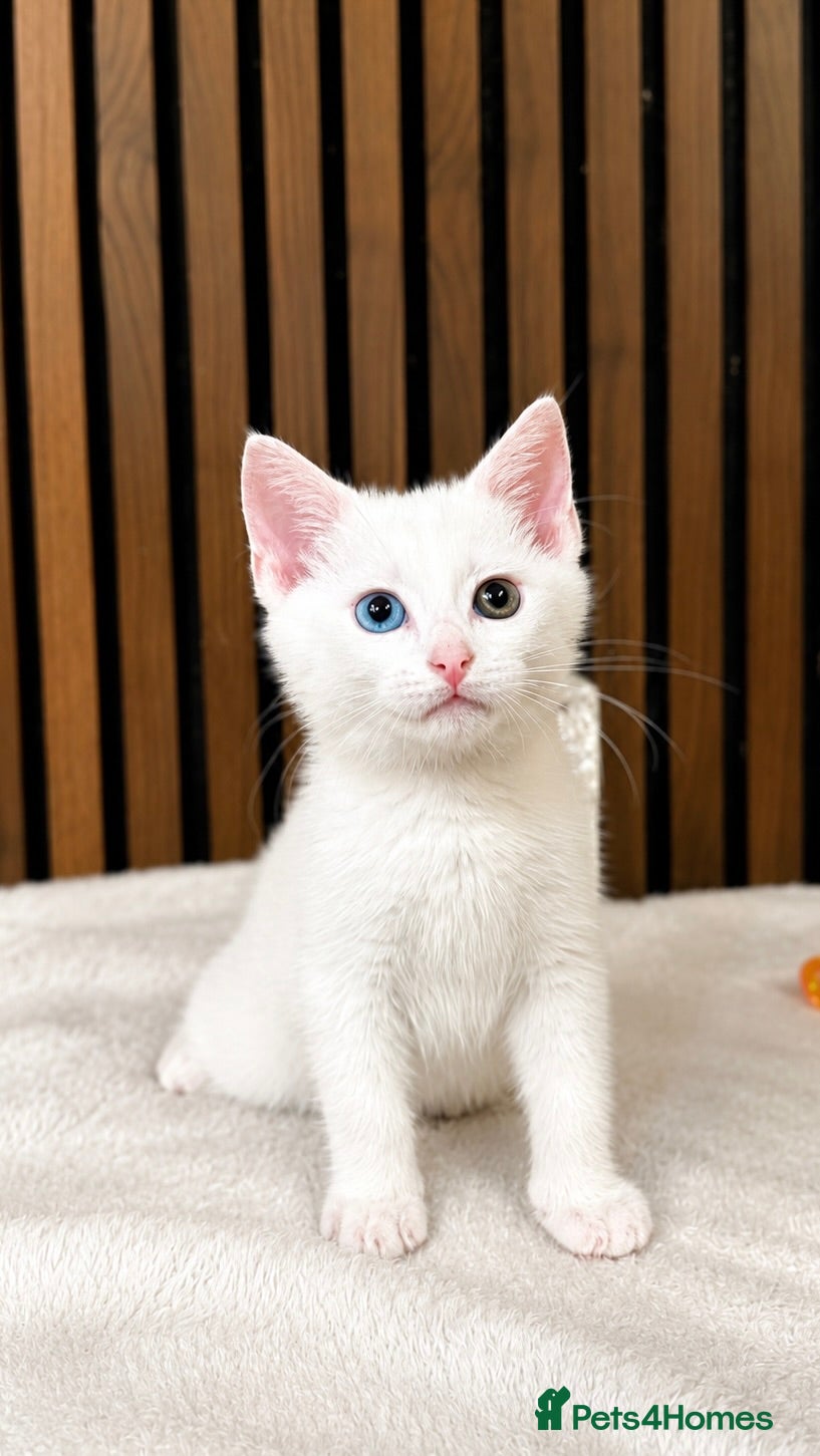 Domestic Shorthair cats Stunning Kittens | Bella's Litter | Ready Now - Advert 5